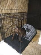 img 2 attached to Cage for dogs Midwest iCrate 1530 76x48x53 cm black review by va Khalmi ᠌