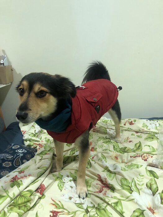 img 3 attached to Puppia Tomas Winter Vest RED review by Erzsbet Bir ᠌