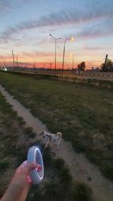 img 15 attached to Xiaomi Moestar UFO Retractable Leash 2 2.6 m gray