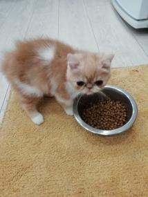 img 5 attached to Dry food for kittens Royal Canin Kitten Persian for Persian kittens from 4 to 12 months 10 kg