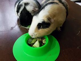 img 2 attached to Never Spill A Drop With STAYbowl'S Tip-Proof Ergonomic Pet Bowl For Small Pets - 1/4 Cup Spring Green Size