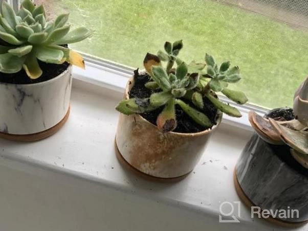 img 1 attached to Stylish And Practical Ceramic Succulent Planters With Drainage Tray - Set Of 4 By DeeCoo review by Alex Taylor