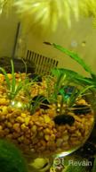 img 1 attached to Create A Stunning Aquascape With Fresh Dwarf Sagittaria Subulata 3-Bunch Live Aquarium Plants By Greenpro review by Jacob Brooks