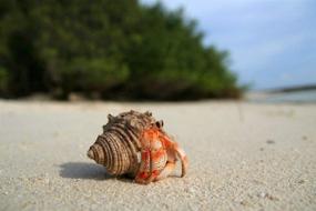 img 1 attached to 🐚 Hermit Crab Shells Up-Sizing Pack - 3 Shells, 1/16'' Increment (Current Shell Width), 2'' Conch Shells