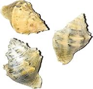 🐚 hermit crab shells up-sizing pack - 3 shells, 1/16'' increment (current shell width), 2'' conch shells logo