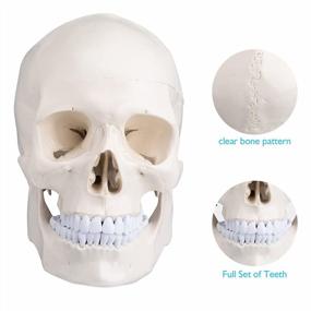 img 3 attached to Модель черепа взрослого человека в натуральную величину со съемным верхом - череп анатомического художника для студентов и профессионалов от ANNWAN
