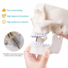img 2 attached to Life-Size Adult Human Skull Model With Removable Top - Anatomical Artist Skull For Students And Professionals By ANNWAN