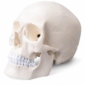 img 4 attached to Модель черепа взрослого человека в натуральную величину со съемным верхом - череп анатомического художника для студентов и профессионалов от ANNWAN