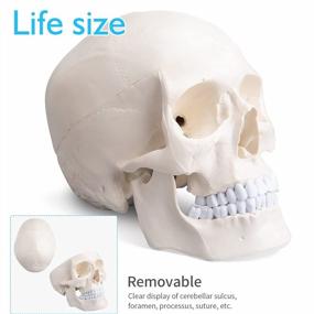 img 1 attached to Модель черепа взрослого человека в натуральную величину со съемным верхом - череп анатомического художника для студентов и профессионалов от ANNWAN