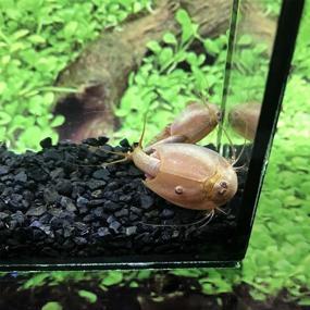 img 1 attached to Greenwaterfarm Triops Red Longicaudatus Eggs – Ideal for Hatching & Cultivation in Pet Care and Science Projects (200 Pure Eggs)