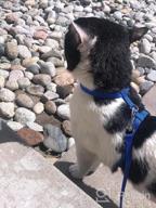 img 1 attached to Colorful PUPTECK Adjustable Cat Harness With Leash: Secure Nylon Strap Collar For Your Feline Friend review by Jamie Miller