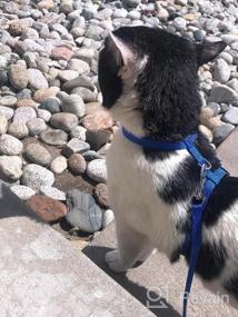 img 7 attached to Colorful PUPTECK Adjustable Cat Harness With Leash: Secure Nylon Strap Collar For Your Feline Friend