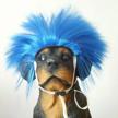blue short high-temperature wire wig for tangpan dogs - perfect for your beloved pet logo