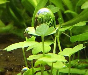 img 1 attached to Vibrant And Lively: Japanese Tissue Culture Hydrocotyle Tripartita For Your Freshwater Aquarium