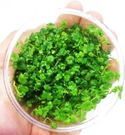 vibrant and lively: japanese tissue culture hydrocotyle tripartita for your freshwater aquarium logo