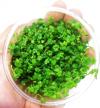vibrant and lively: japanese tissue culture hydrocotyle tripartita for your freshwater aquarium logo