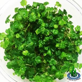 img 3 attached to Vibrant And Lively: Japanese Tissue Culture Hydrocotyle Tripartita For Your Freshwater Aquarium