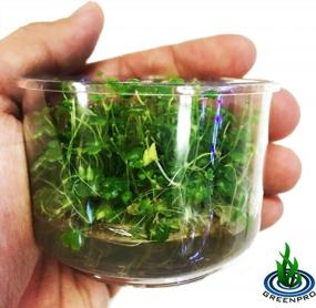 img 2 attached to Vibrant And Lively: Japanese Tissue Culture Hydrocotyle Tripartita For Your Freshwater Aquarium