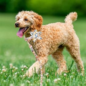 img 3 attached to 🌼 Orange Floral Dog Collar and Leash Set with Flower Bow Tie – Adjustable Metal Buckle and Dog Tag for Small, Medium, and Large Dogs