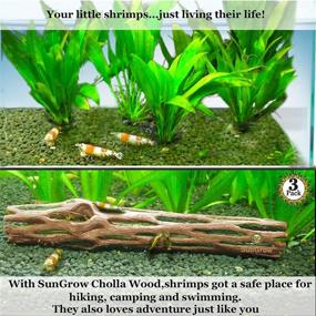 img 2 attached to 🌵 SunGrow Cholla Wood: Premium Dried Husk for Shrimps, Crabs, Pleco - Ideal Aquarium & Home Decor - 3 Pieces per Pack