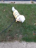 img 1 attached to 🐶 Protective Pet Gear: NINEMAX Dog Raincoat with Reflective Strip for Medium-Large Dogs review by Derrick Wilson
