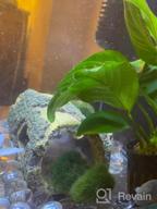 img 1 attached to Add Vibrance To Your Aquarium With Greenpro Anubias Barteri Live Plants review by Brian Gordon