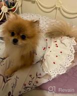 img 1 attached to 👗 CuteBone Summer Dog Dress with Harness D-Ring for Small Dogs Wedding Cat Clothes Girl Puppy Outfit Pink Shirt Flower Costume with Bow Hair Rope - DW02S review by Justino Pratama