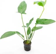 живое аквариумное растение anubias hastifolia arrowhead - украсьте свой аквариум с пресноводными рыбами с помощью натуральных украшений и водных украшений логотип