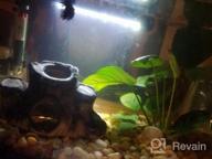 img 1 attached to Add Vibrance To Your Aquarium With Greenpro Anubias Barteri Live Plants review by Alfred Paiz