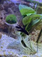 img 1 attached to Add Vibrance To Your Aquarium With Greenpro Anubias Barteri Live Plants review by Timothy Kiley