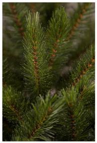 img 4 attached to Fir artificial Triumph Tree Lovely green, 155 cm