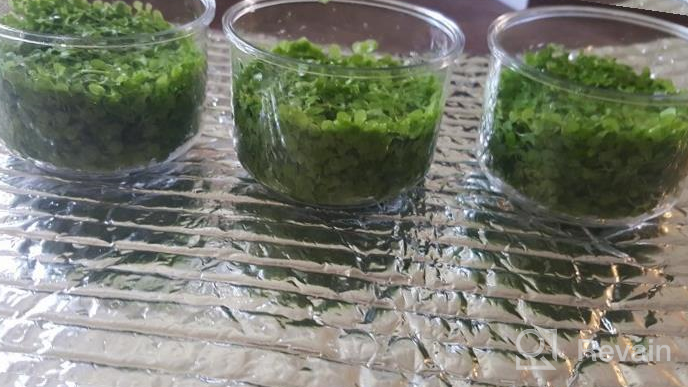 img 1 attached to Greenpro Micranthemum Monte Carlo: Live Large Pearl Grass Aquatic Plant In Tissue Culture Cup For Freshwater Fish Tanks And Aquariums review by Evan Calvert