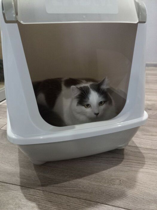 img 2 attached to 🐱 Modern Flip Grey Cat Litter Box with Warming Features review by Barbara Sikora ᠌