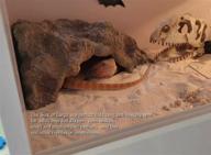 enhance your reptile habitat with runxf reptile simulation rock hideouts: ideal cave amphibian hides for gecko, leopard lizards, toads, and turtles logo