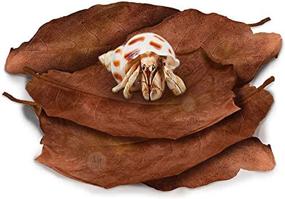 img 4 attached to 🌿 SunGrow Large Indian Almond Leaves for Hermit Crabs - Ideal for Promoting Breeding and Increasing Humidity