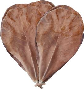 img 3 attached to 🌿 SunGrow Large Indian Almond Leaves for Hermit Crabs - Ideal for Promoting Breeding and Increasing Humidity