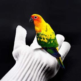 img 1 attached to 🧤 Bonaweite Anti-Bite Gloves for Bird Training - Protective Handling Gloves for Parrots, Cockatiels, Macaws, and more