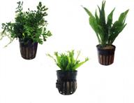 greenpro live potted aquarium plants package - 3 water ferns (bolbitis windelov and pteropus), hardy leaf for freshwater fish tank logo