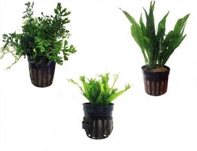 img 4 attached to Greenpro Live Potted Aquarium Plants Package - 3 Water Ferns (Bolbitis Windelov And Pteropus), Hardy Leaf For Freshwater Fish Tank