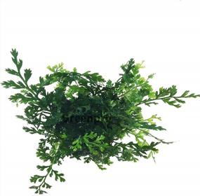 img 2 attached to Greenpro Live Potted Aquarium Plants Package - 3 Water Ferns (Bolbitis Windelov And Pteropus), Hardy Leaf For Freshwater Fish Tank