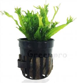 img 1 attached to Greenpro Live Potted Aquarium Plants Package - 3 Water Ferns (Bolbitis Windelov And Pteropus), Hardy Leaf For Freshwater Fish Tank