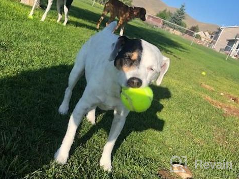 img 1 attached to 6 Pack PUPTECK Tennis Balls For Dogs - Squeaky Bouncy Ball Toys For Outdoor Training & Fetching Playing review by Laurel Rohr