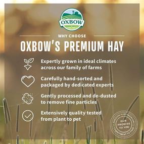 img 2 attached to 🐰 Oxbow Animal Health Western Timothy Hay - Premium All Natural Hay for Rabbits, Guinea Pigs, Chinchillas, Hamsters & Gerbils - 25 lb. Bulk Size - Nutritious & Flavorful Hay for Small Pets