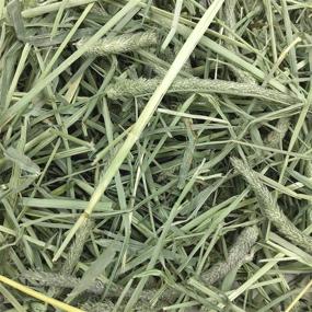img 3 attached to 🐰 Oxbow Animal Health Western Timothy Hay - Premium All Natural Hay for Rabbits, Guinea Pigs, Chinchillas, Hamsters & Gerbils - 25 lb. Bulk Size - Nutritious & Flavorful Hay for Small Pets