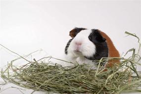 img 1 attached to 🐰 Premium High Desert 2nd Cutting Timothy Grass Hay for Small Animal Pets: Ideal for Guinea Pigs, Rabbits, and More!