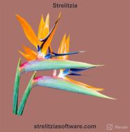 img 1 attached to Strelitzia review by Daniel Aboubakar