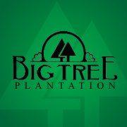 big tree plantation logo