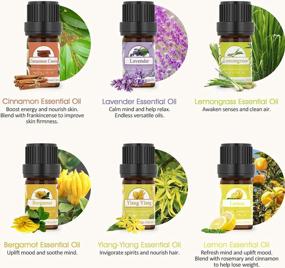 img 1 attached to 12-Piece Essential Oil Set - Eucalyptus, Tea Tree, Peppermint & More!