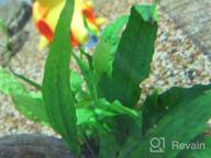 img 1 attached to Hardy Leaf Black Forest Asian Java Fern Potted Live Water Aquatic Aquarium Plants For Freshwater Fish Tank By Greenpro Microsorum Pteropus review by Zach Clements