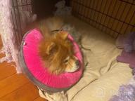 img 1 attached to GoodBoy Pink Inflatable Donut E-Collar For Dogs & Cats – Comfortable Post Surgery Or Wound Recovery Collar (2) review by Jaleel Akuffo